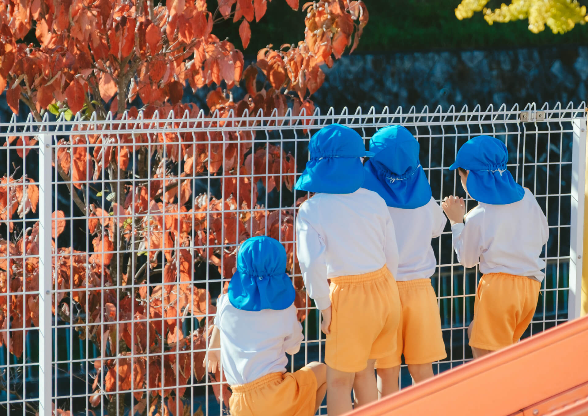 秋の紅葉をフェンス越しに眺める園児たち