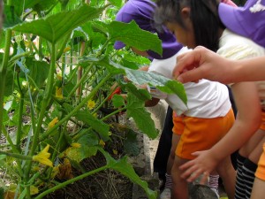 苗を植えてから37日目。