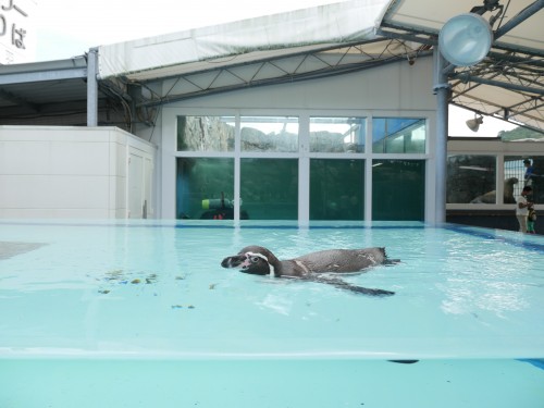 鳥羽水族館にて